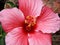 Close-up of Hibiscus blooming in Blossom Hydel Park, Kerala, India