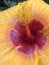 Close up hibiscus flower