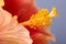 Close-up of the hibiscus flower