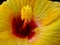 Close up of hibiscus flower pollen yellow background