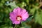 Close up of the hibiscus pink flower petals and buds.