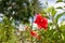 Close up of hibiscus rosa, china rose or chaba flower