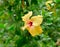 Close up of Hibiscus rosa sinensis flower