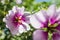 Close-up of hibiscus syriacus althea rose of sharon flower also called aphhrodite hibiscus with purple and white flowers