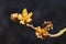 Close up of hibiscus syriacus in early spring. Species of flowering plant in the family Malvaceae