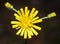 Close up of Hieracium canadense, commonly called Canadian hawkweed, narrowleaf hawkweed, or northern hawkweed