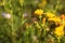 Close up of Hieracium canadense, commonly called Canadian hawkweed, narrowleaf hawkweed, or northern hawkweed