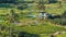 Close up high angle view of taro fields at the keanae peninsula on road to hana