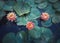 Close up high angle view to a mystic pond with blooming coral pink water lilies. Magical background with blossoming three lotus