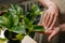 Close-up high-angle view of unrecognizable female florist in apron removing dust from green foliage of plants in floral