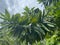 close-up high quality photo of branch of a small tree with elongated leaves