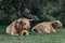 Close up of the Highland Cattles relaxing under a tree inside The New Forest park, Dorset, UK