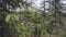 Close up of hiker man passing by the camera and touching a pine tree branch by his shoulder in the forest. Stock footge