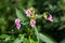 Close up of Himalayan Balsam, also called Impatiens glandulifera or springkraut