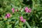 Close up of Himalayan Balsam, also called Impatiens glandulifera or springkraut