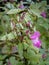 Close up of Himalayan balsam flowers and seedpods growing in wetland near a river with raindrops