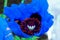 Close up of the Himalayan Blue Poppy flower