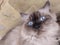 Close up of himalayan cat. The most adorable cat. Cover style pet. Himalayan is a Persian in Siamese breed. Blue eyes cat