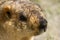 Close-up of the himalayas marmot head