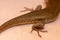 Close-up of hind legs with claws Eutropis multifasciata. East Indian brown mabuya, many-lined sun skink, many-striped skink,