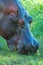 Close-up of hippo standing grazing on grass