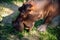 Close up of Hippocampus eating grass