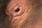 Close up of hippopotamus eye