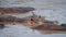 Close Up Of Hippopotamus Head Above The Water Of River Where Birds Eat Parasites