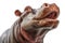 A close up of a hippopotamus with its mouth open. Generative AI