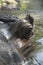 Close up of a Hippopotamus`s face