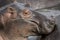 Close-up of an Hippopotamus in Serengeti National Park