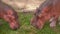 Close-up of Hippopotamuses Feeding in Zoo, Pink Hippos Eating Fresh Green Grass