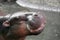 Close up of Hippopotamusâ€™s face in the river. Portrait of a hippo. Selective focus