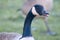 A close up of a hissing Canada goose