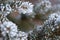 Close up of hoar frost crystals on spruce tree needles