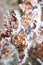 Close-up of hoare frost on leaves in winter in England