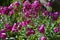 Close-up of Hoary Stock Flowers, Tenweeks Stock, Matthiola Incana, Nature