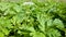 Close up of Hogweed leaves, Heracleum sphondylium.