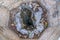 Close up in the HOLE Inside the TUNG TREE, the spiritual area in Wat Phra That Doi Tung Temple, Chiang Rai Province, North of