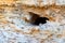 Close up hole of an owl in a white stone. Bird`s home