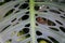 Close up of the holes of the green leaf of Monstera Deliciosa