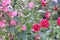 Close up Holly Hawk, beautiful pastel pink, natural background