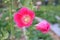 Close up Holly Hawk, beautiful pastel pink, natural background.