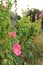 Close up Holly Hawk, beautiful pink Pastel flowers Natural background