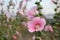 Close up Holly Hawk, beautiful pink Pastel flowers Natural background