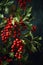 Close up of holly and red berries on black background, created using generative ai technology