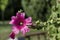 Close-up Hollyhock or Alcea rosea pink flower with bee on garden