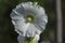 Close-up Hollyhock or Alcea rosea white flower on garden