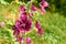 close up Hollyhock Althaea rosea or Alcea rosea, flower on blurred background