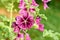 close up Hollyhock Althaea rosea or Alcea rosea, flower on blurred background